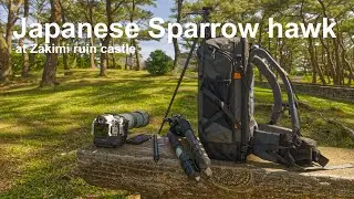 Sparrow hawk 2025, shooting with Canon R5c