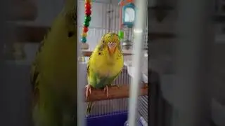 умер #музыка #одиночка #одиночество #грусть #вхлам #один #sad #birds #broken06 #дуэт 😭😭😭😭😭😭😭😭😭😭😭😭😭😭😭