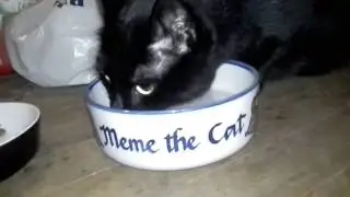 Meme the Cat drinking bowl