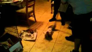 Turbo-piglet