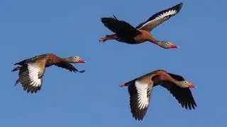 Awesome and Delightful Wildlife Photography by Debs Creative Images - Best of 2022