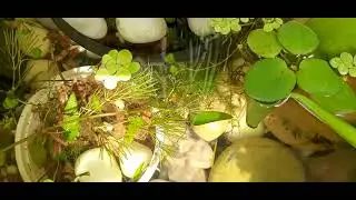 Tetra Pond #fish #aquarium #neontetras #tetrafish #pond  #neontetrafish #relaxing # #waterplants 