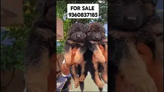 GERMAN SHEPHERD FOR SALE IN CHENNAI #germanshepherd #puppy #dog #sale #chennai #tamil #petlover