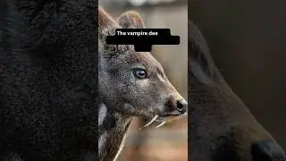 3 Crazy Facts - Nature