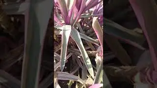 grow forest plants at home with this trick