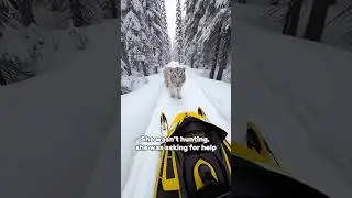 A white tiger asked me to help her... steal her own babies back