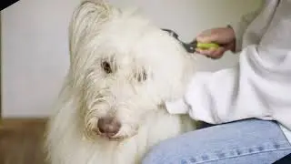 Dog Coat and Skin Conditioner   landscape