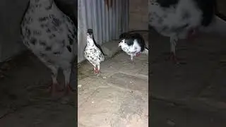 #video #shortsvideo #pigen #sherazi #art #lal #unique #animals #all