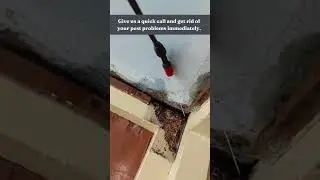 Termite Control Service Miami #termitespray #termitescontrol #termites #termitetreatment #termite
