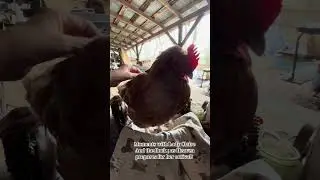 Amazing and beautiful Moments with my hen Lady Claire as Heaven awaits her arrival. 