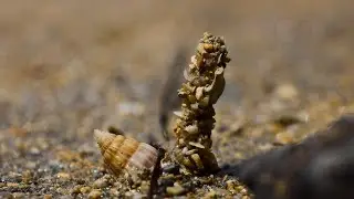 Spaghetti Worm Tentacles // Strange Sea Creatures under a Macro Lense 4K