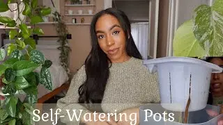 How Are All Of My Houseplants Doing In Self-Watering Pots? Houseplant Collection Update 💡🪴