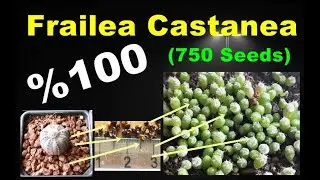 Frailea Castanea (750 Seeds)( Frailea Asteroides )(Astrophytum Castaneum)( cactus seeds germination)