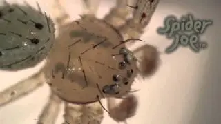 Mecaphesa Moving Eyes