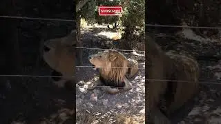 Lion in heat... mating call