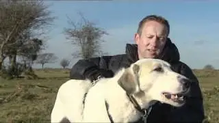 Afghan dogs helping troops recover 22.12.10
