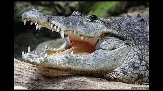 Deadly Morelet's Crocodile  (H D)