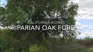 California biomes: Riparian Oak Forest