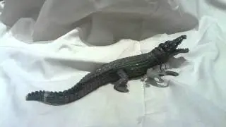 Crocodile VS Caiman Animation