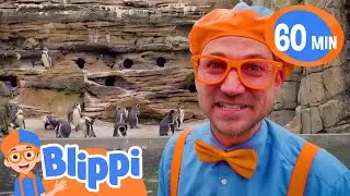 Blippi Learns About Penguins at the Zoo | Fun with Blippi! | Blippi Educational Songs for Kids