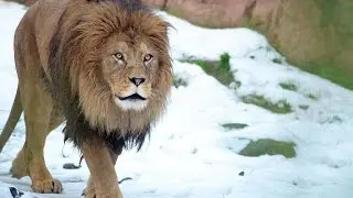 Berberl&ouml;we