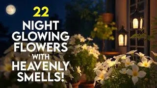 22 Best Night Blooming Flowers with Fragrance in India | Glowing Perennial Blooms for Indian Gardens