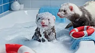 Funny Ferrets | A of funny ferret ai videos