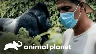 Protegiendo lo que queda | Wild Frank: Gorilas | Animal Planet Latinoam&eacute;rica