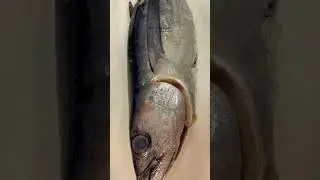 Whole Fresh Albacore Tuna | Washington Catch | Global Seafoods Online Sale