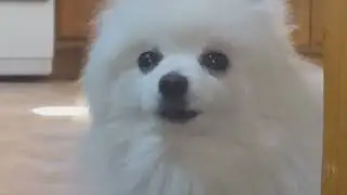 Gabe the Dog has a flashback (Reupload)