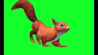 green screen video / screen animation video no copyright free/ squirrel actions