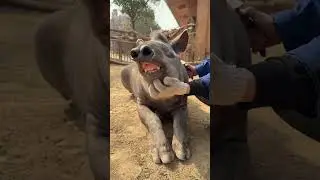 Tapir funny moments 🤣 😄 #explore #shorts #animals