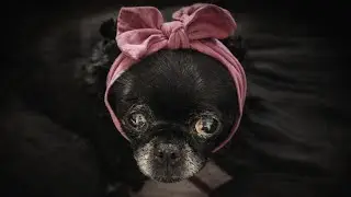 Little Old Lady | Paws After Dark&trade;