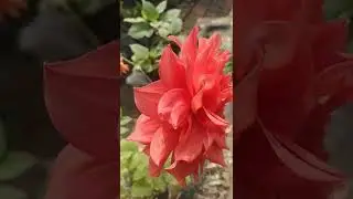 dahlia flower SHOP .dahlia flower SHOP Tapandas Vlogs