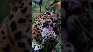 A Leopard's paws are their primary tool for hunting and climbing, so Keeping them clean and sharp. 🐆