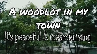A mesmerising woodlot/grove in town park.  I love walking here @wispy.official  #nature #beautiful #beauty