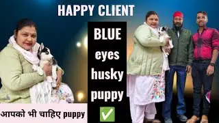 Siberian husky blue eyes puppy for sale low price in India|Siberian husky puppy in bhopal|आपकोचाहिए 