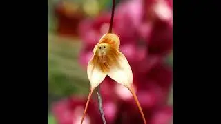 MONKEY FLOWER ORCHID #shorts