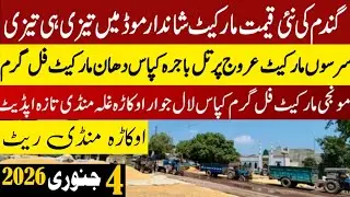 Today Wheat price in punjab//گندم کا ریٹ2026/munji makki till sarso/Galla mandi rate today