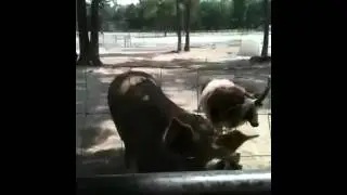 Four horned sheep
