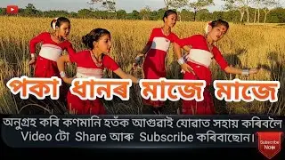 পকা ধানৰ মাজে মাজে সৰু সৰু আলি //Paka dhanor maje maje saru saru ali // Don Saloi official