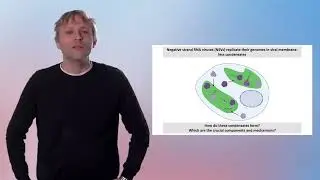 Project B04: How RNA Viruses Form Inclusion Bodies &ndash; Determinants of Phase Separation