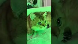 Cat brainrot #cats
