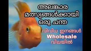 Ornamental Fish : wholesale Market | അലങ്കാര മത്സ്യകൃഷി എങ്ങനെ ലാഭകരമാക്കാം