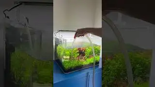 Water changing co2 tank #aquascape #aquarium #aquascaping #plantedaquarium #plantedtank #fishtank