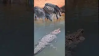 CROCODILE VS ZEBRA -  Realizing there is a crocodile lurking, some zebras leave the swamp.