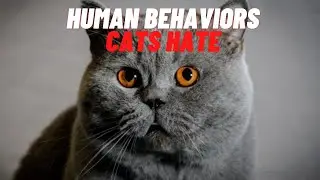 7 Human Behaviors Cats Hate and Wish You Wouldn't Do 2021