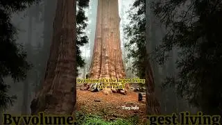 General Sherman Tree #largesttree #tree #tinyinfo #information #facts #shremantree #gk #fact