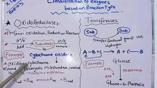 Biology 1st year || chapter 3|| Topic types of enzymes based on Reaction type