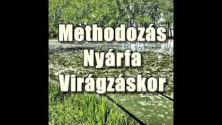 Methodozás nyárfa virágzáskor nagy pontyokra